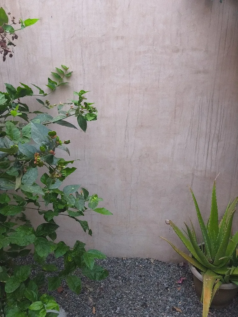 The Lime Life past work